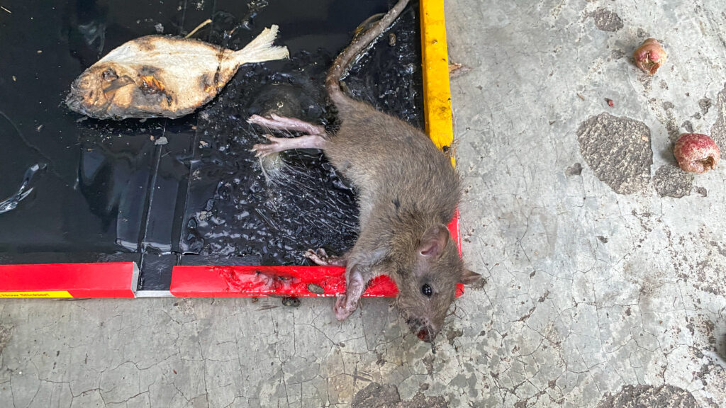 Rodent Glue Traps