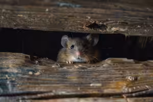 How to Get Rid of Rodents in Walls