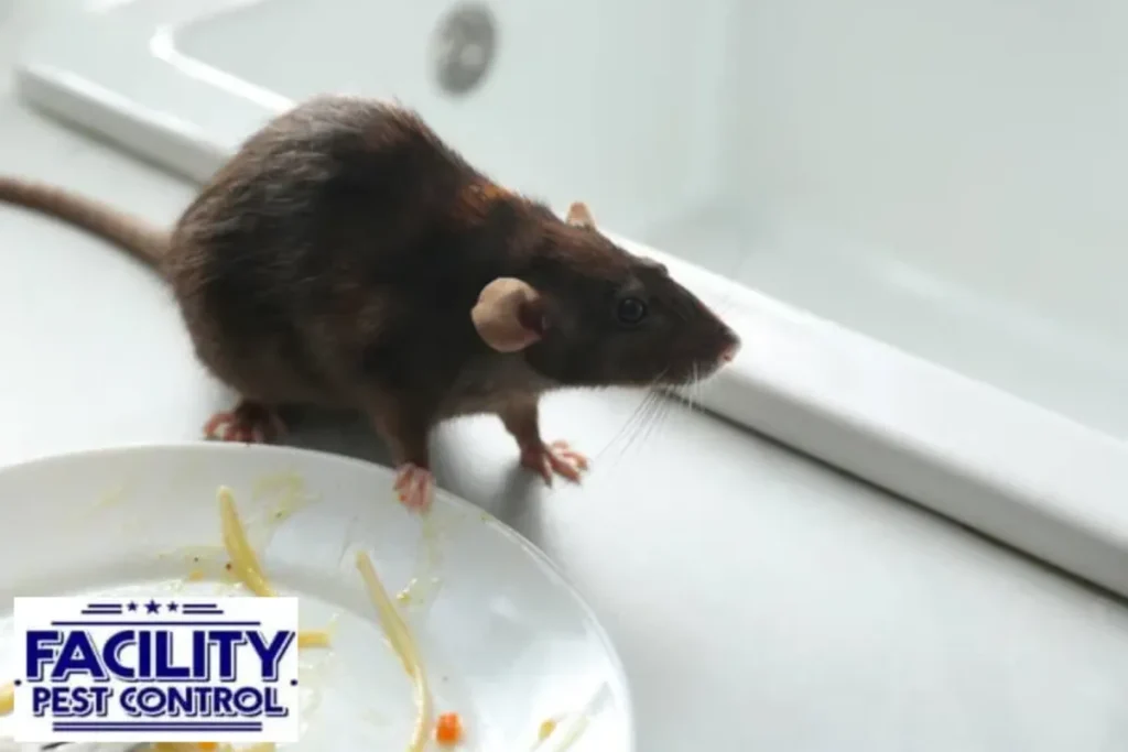 Rat near dirty plate on kitchen