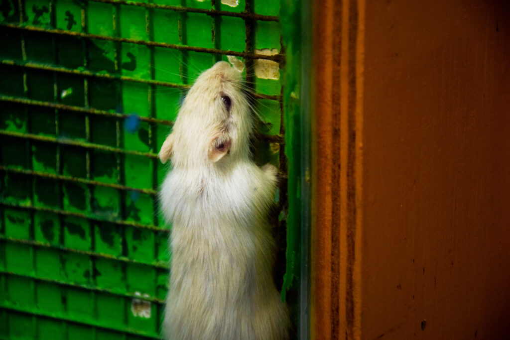Can Mice Climb Walls