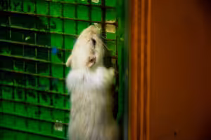 Can Mice Climb Walls