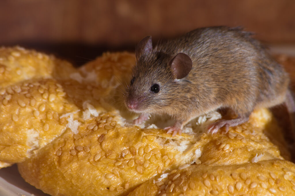 What Do Mice Eat