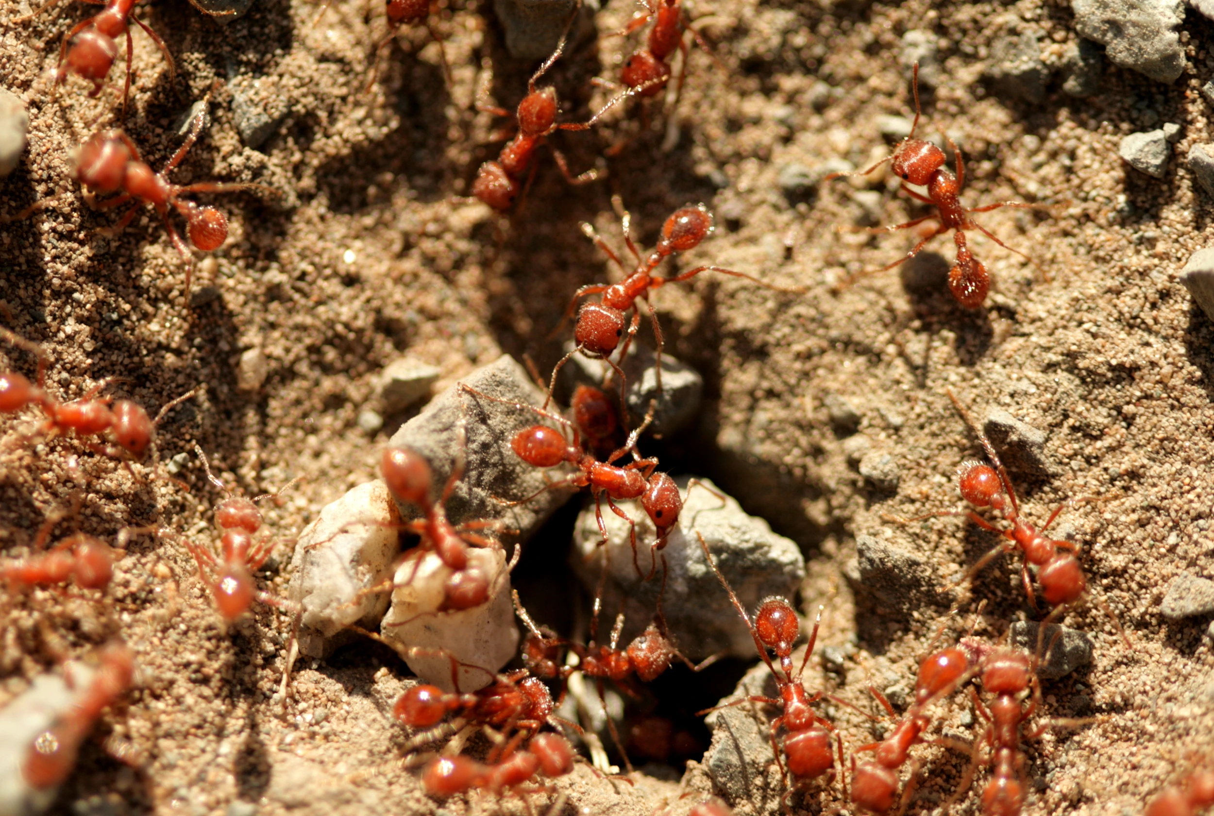 north hollywood pest control