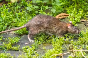 Field Mouse