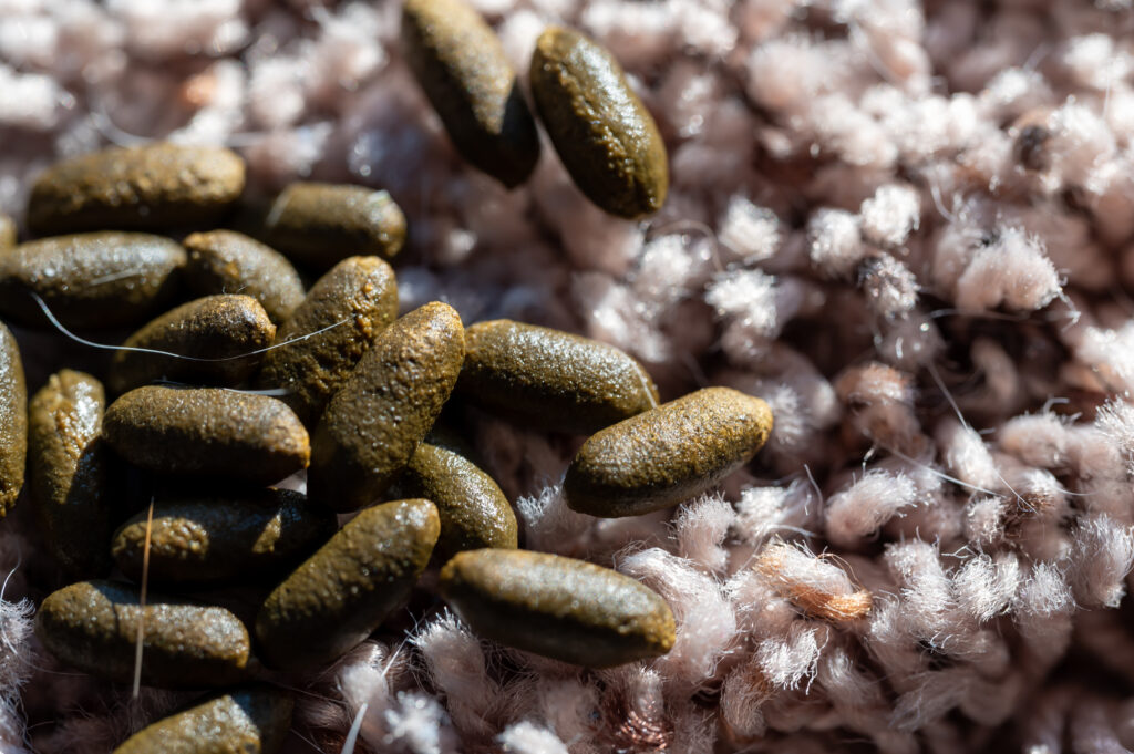 5 Mouse Droppings
