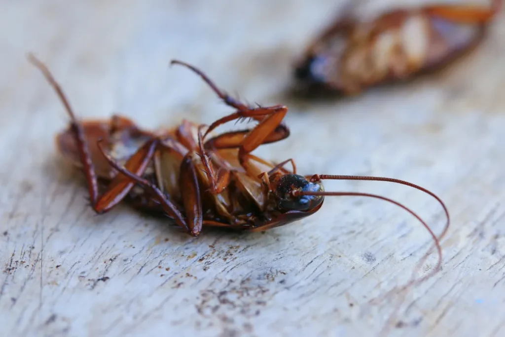 dead roaches