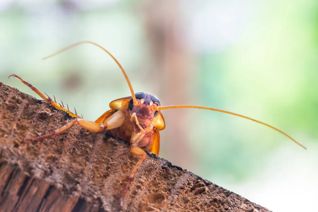 roach