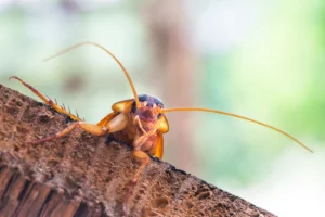 roach