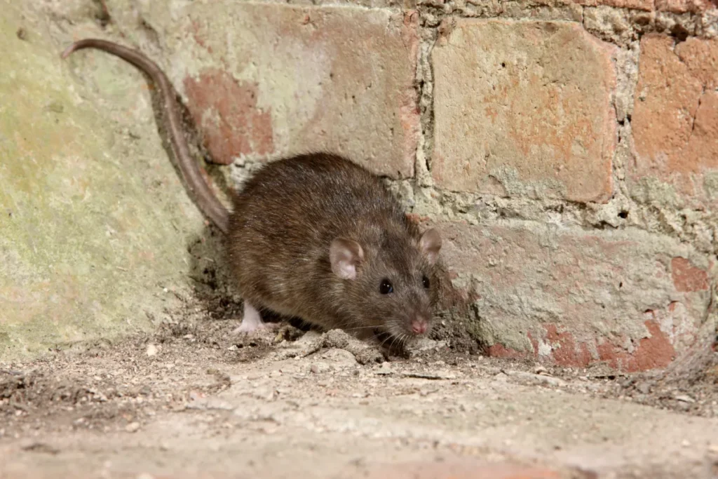 rodent