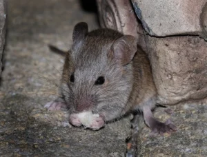 rodent