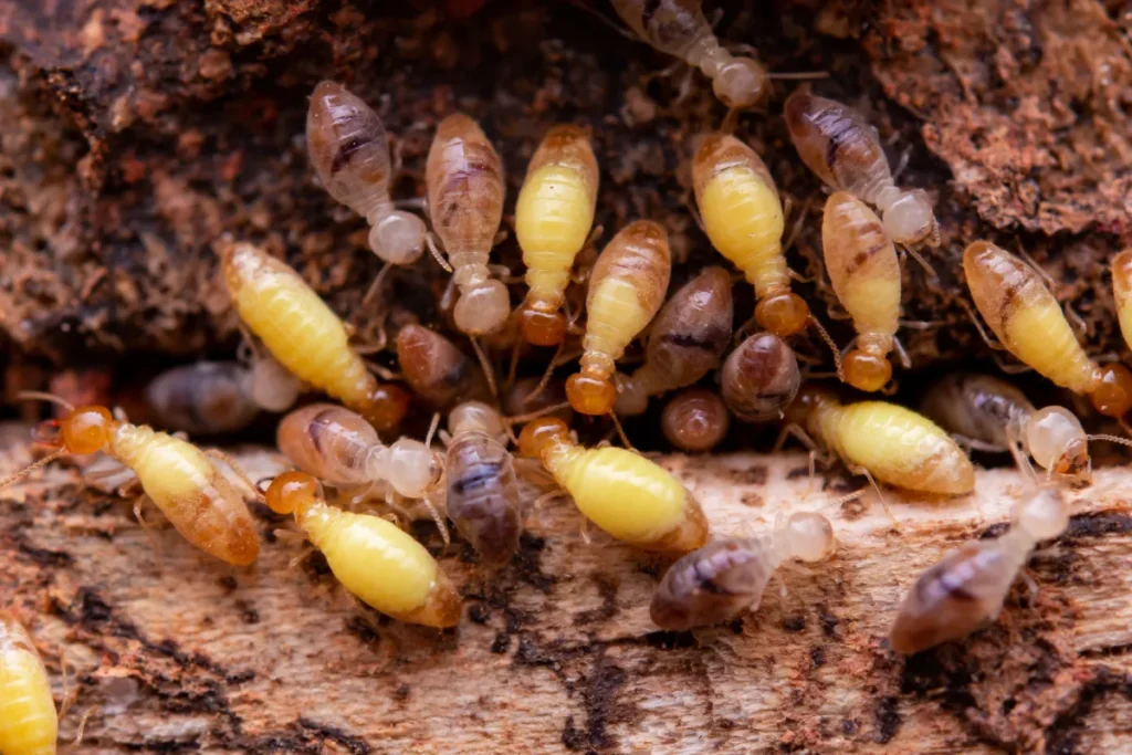 termites