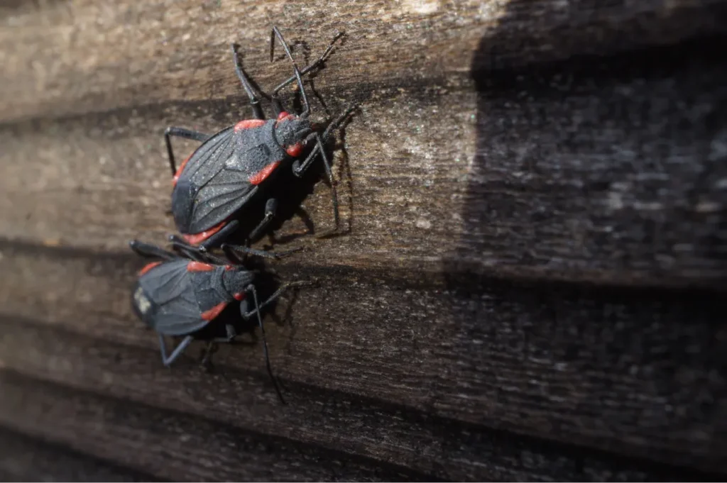 bugs