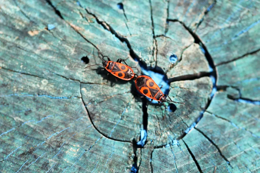 bugs