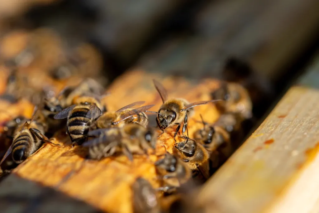 Depositphotos 788480946 XL bees