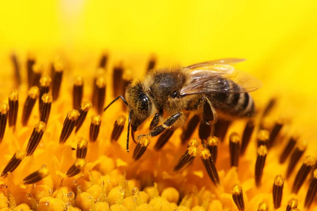bee