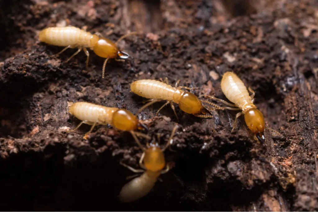 termites