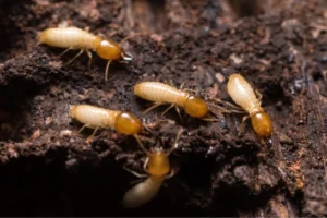 termites