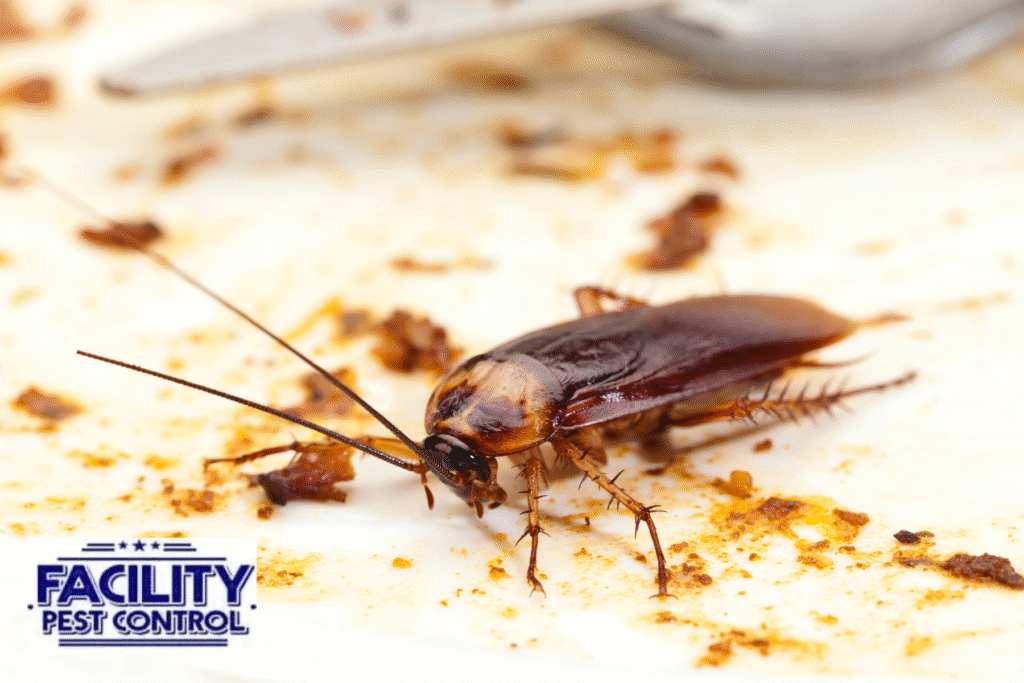 cockroach cockroach