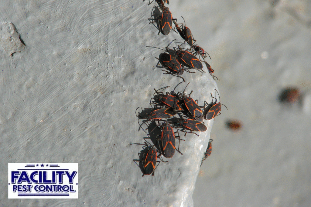 pest bugs 1 pest bugs