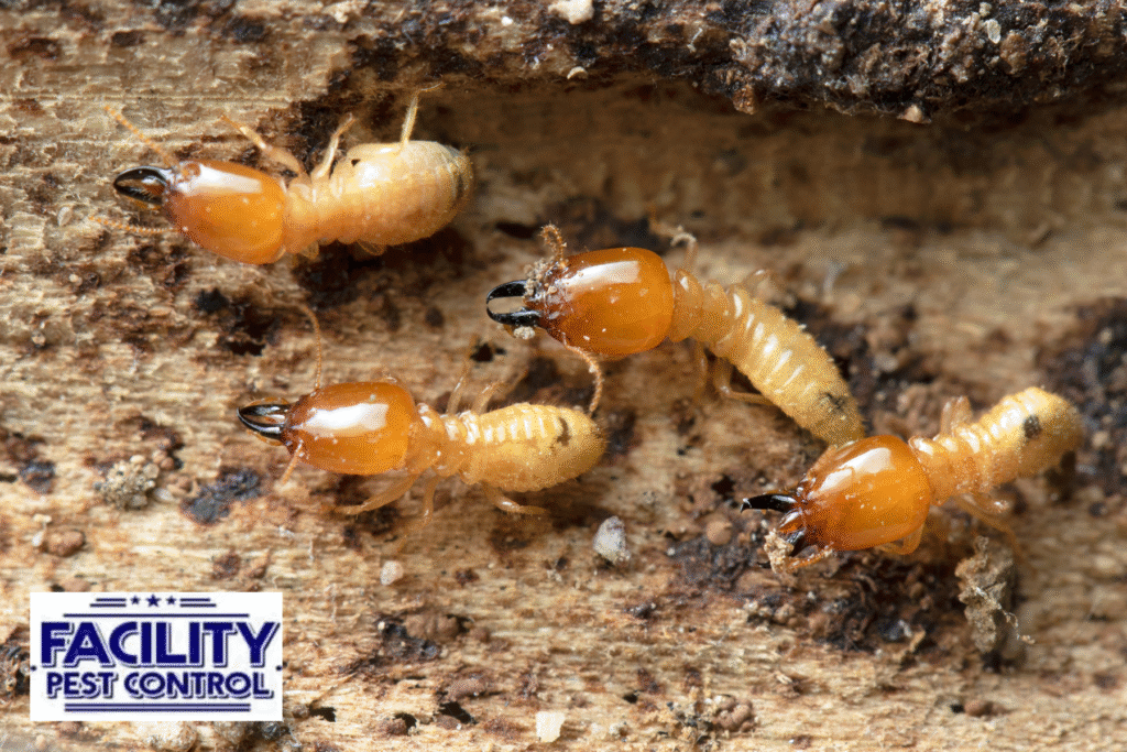 termites