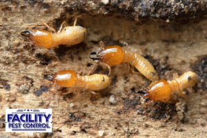 termites