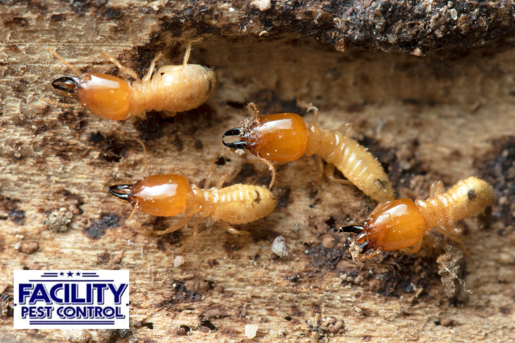 termites