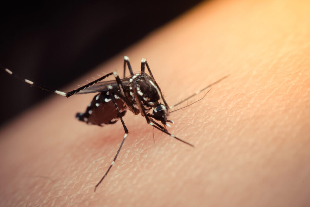 mosquito