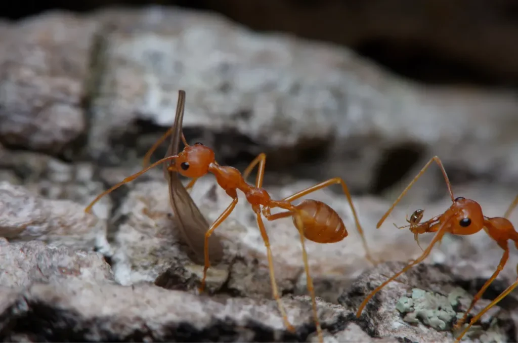 red ants