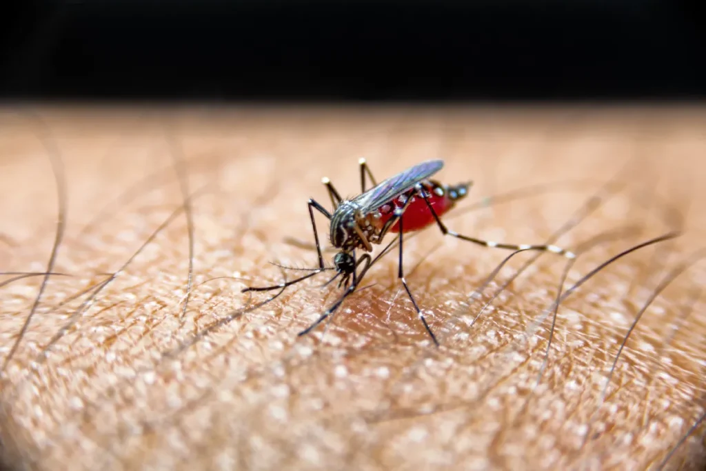 mosquito