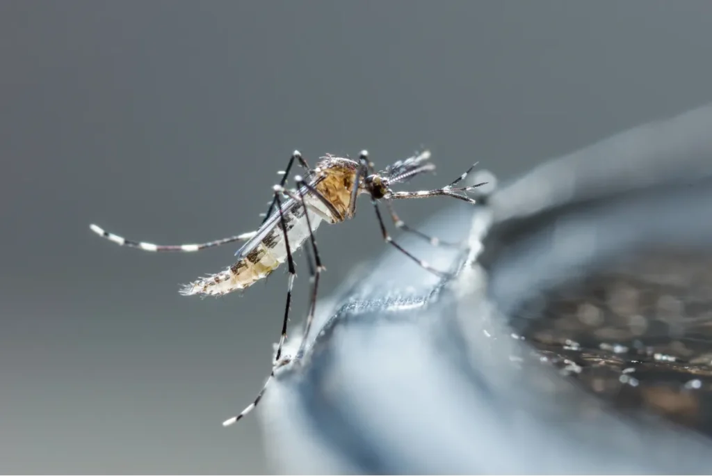 mosquito