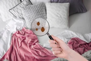 bed bug inspection