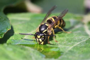 wasp