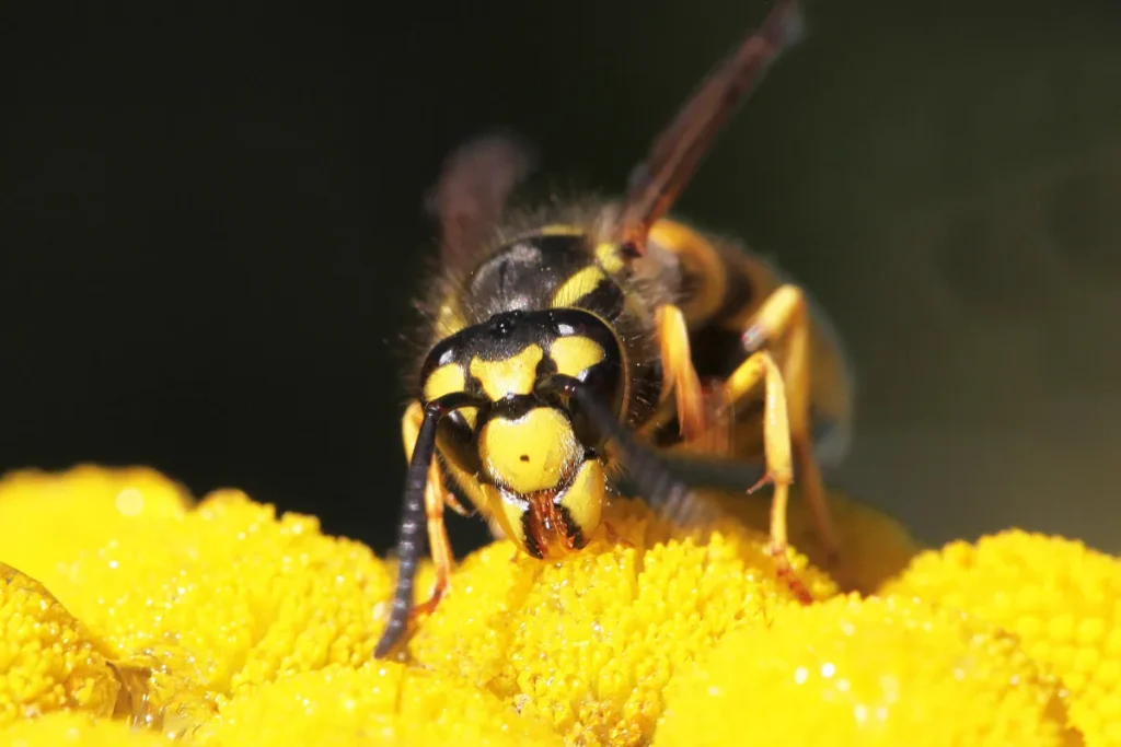 wasp