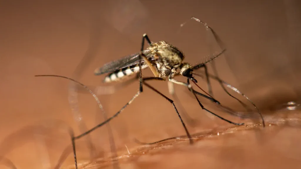 mosquito