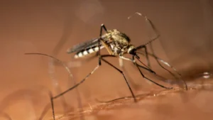 mosquito