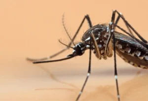 mosquito