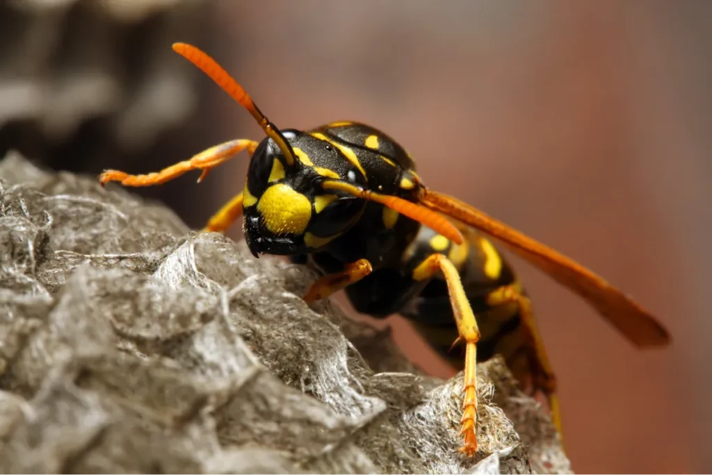 wasp