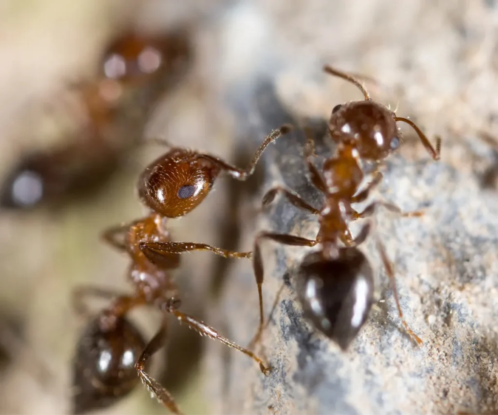 ants