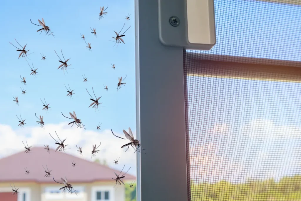 mosquitoes