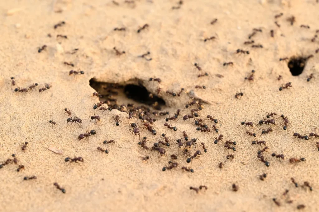 ant infestation