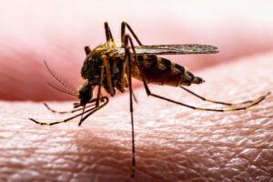 mosquito