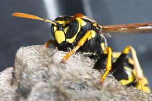 wasp