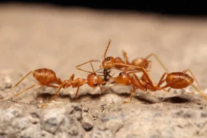 ants