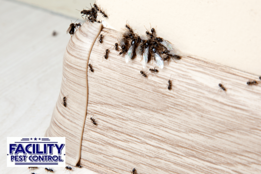bathroom ants 1 bathroom ants