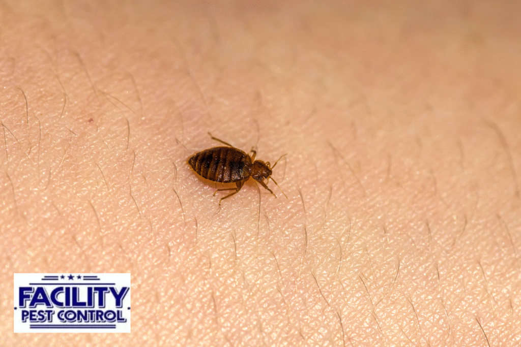 bed bugs 1 bed bugs