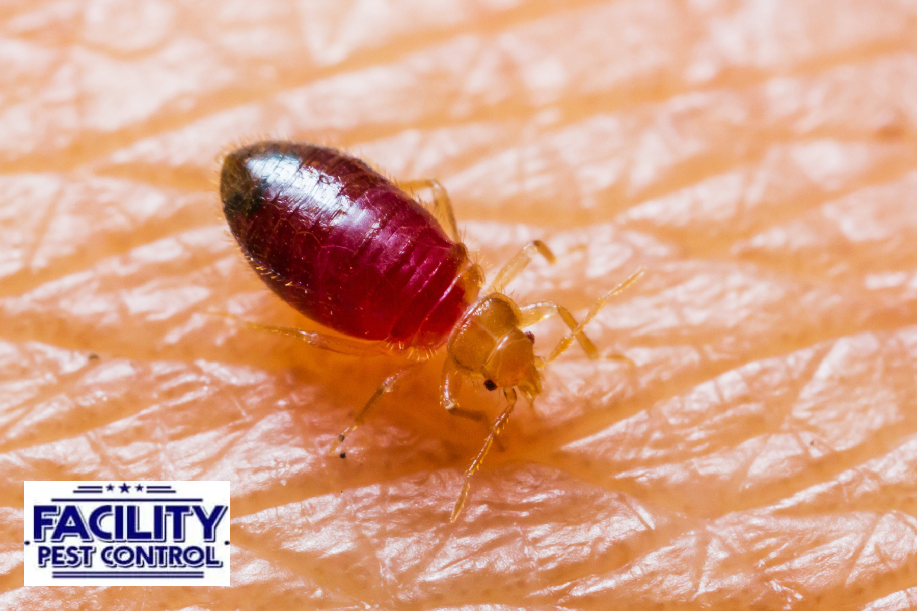 bed bugs