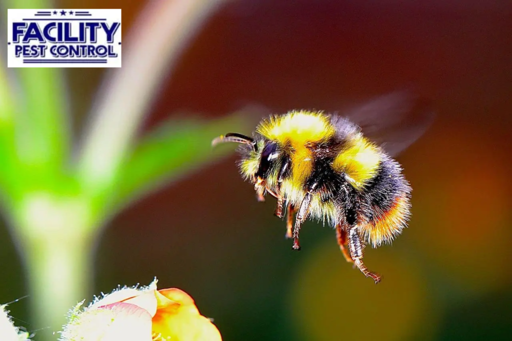 bee control