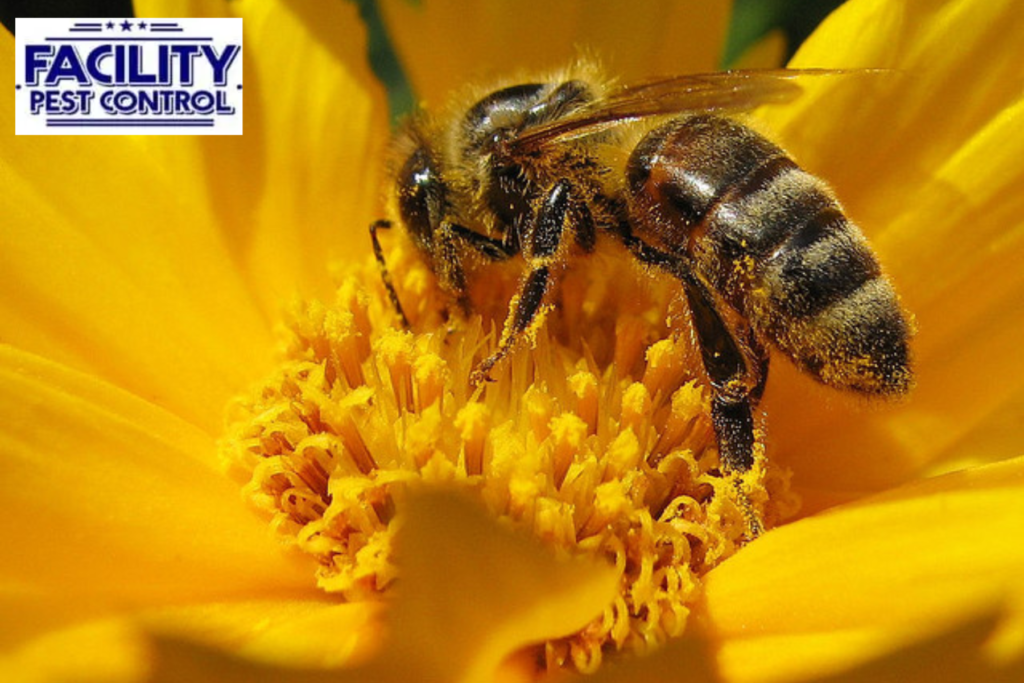 bee control