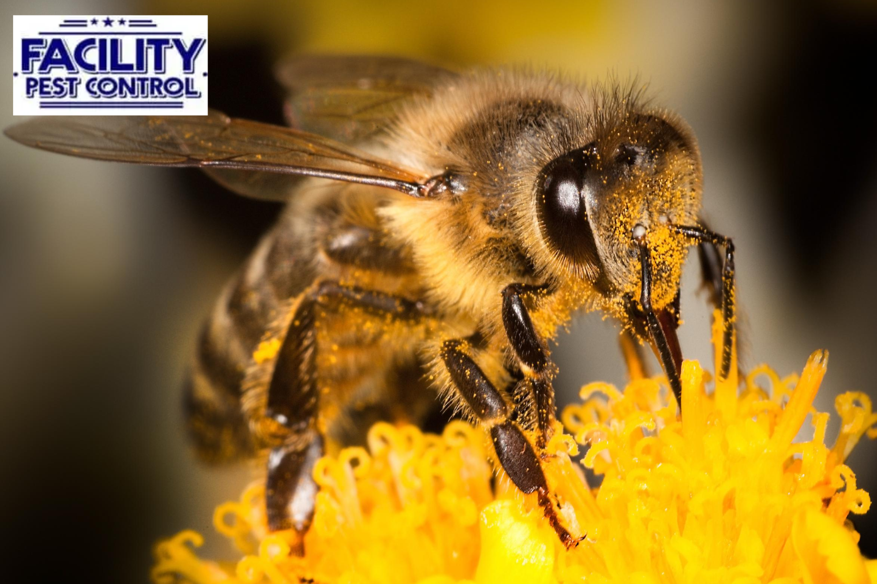 bee control