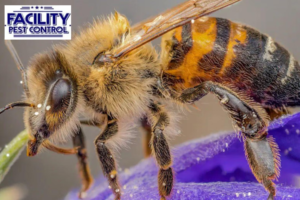 bee control